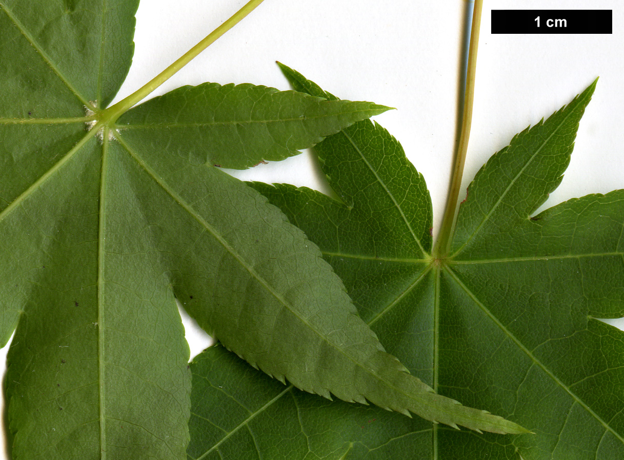 High resolution image: Family: Sapindaceae - Genus: Acer - Taxon: flabellatum - SpeciesSub: var. yunnanense